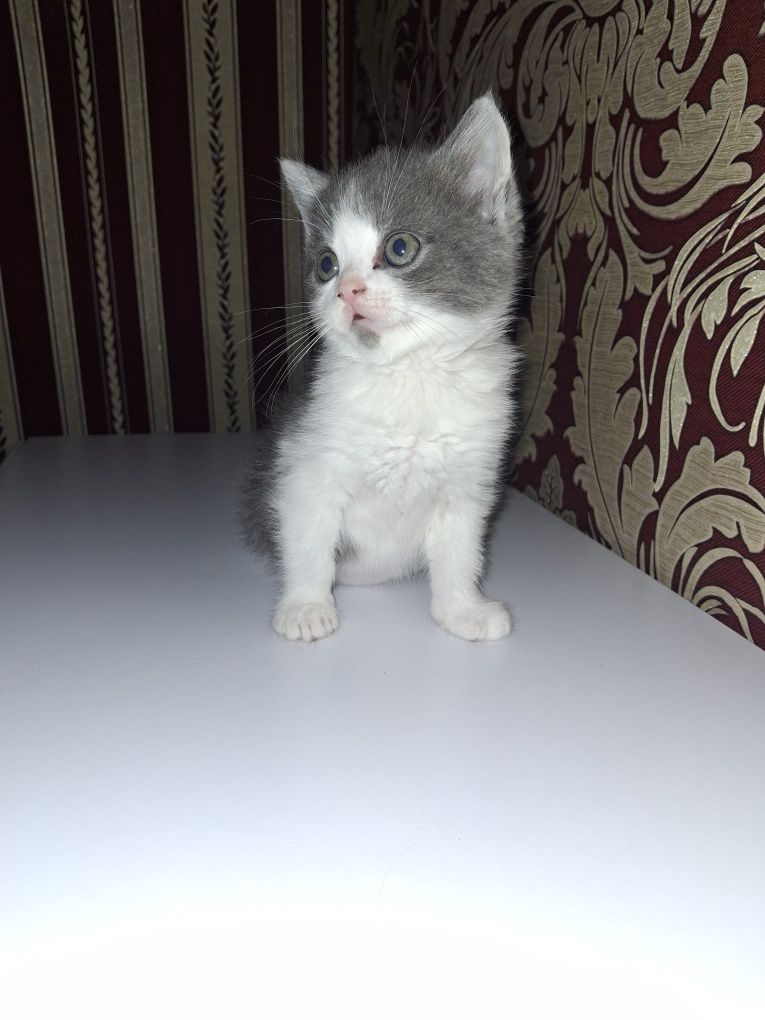 Продам маленьких котят