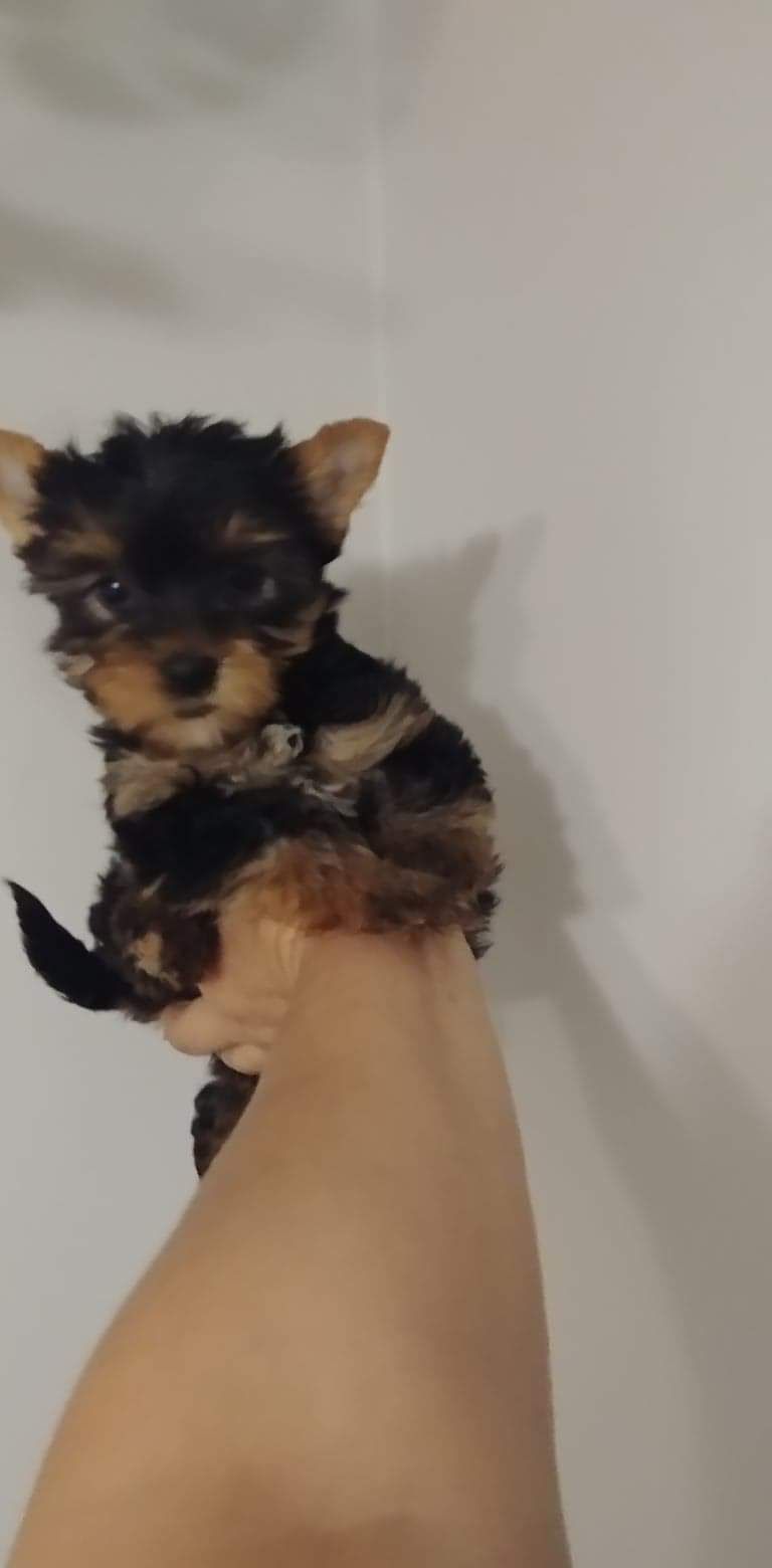 Yorkshire terrier Jork YORK platynowo srebrne Rodowód c
