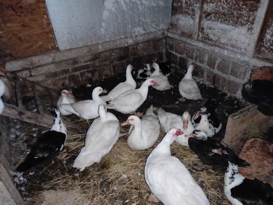 Продам уток этого года