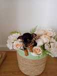 Pinscher Miniatura