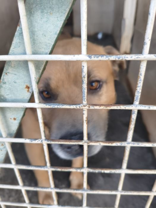 Piękny Biszkoptowy Blue w typie amstaffa, łagodny i przyjazny
