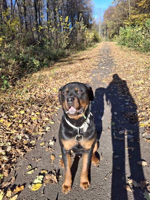 Віддам в хороші руки