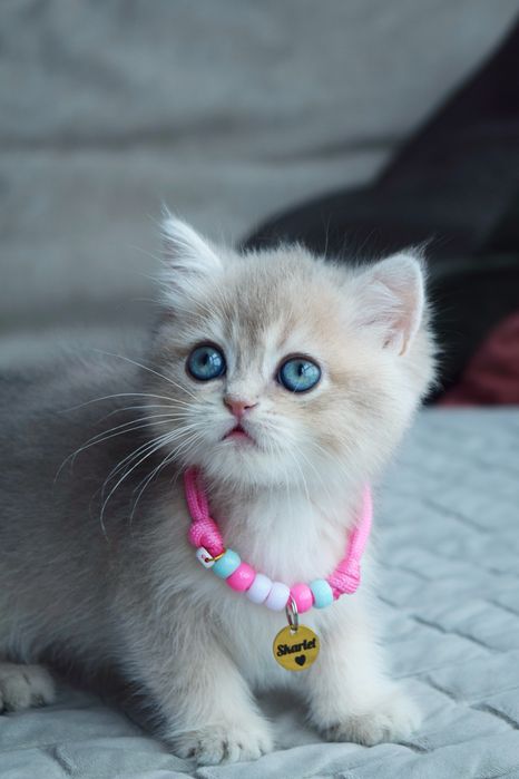 Британська блакитна Золота Шиншилла. Золотая Шиншилла