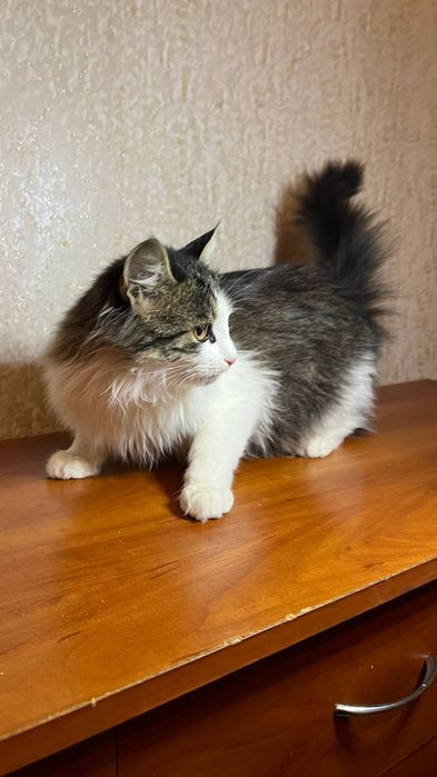 Отдам _ кошки_ котята_ яшка