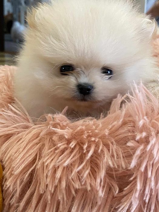 Maleńka Suczka Szpic miniaturowy Pomeranian