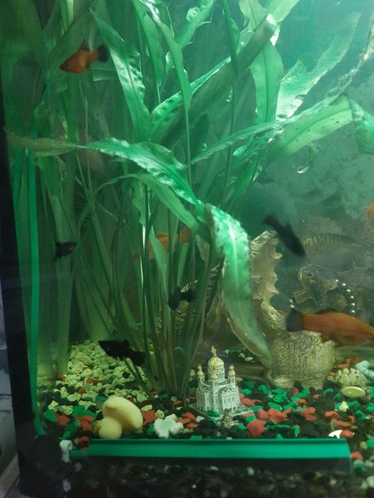 Продам молинезия лира