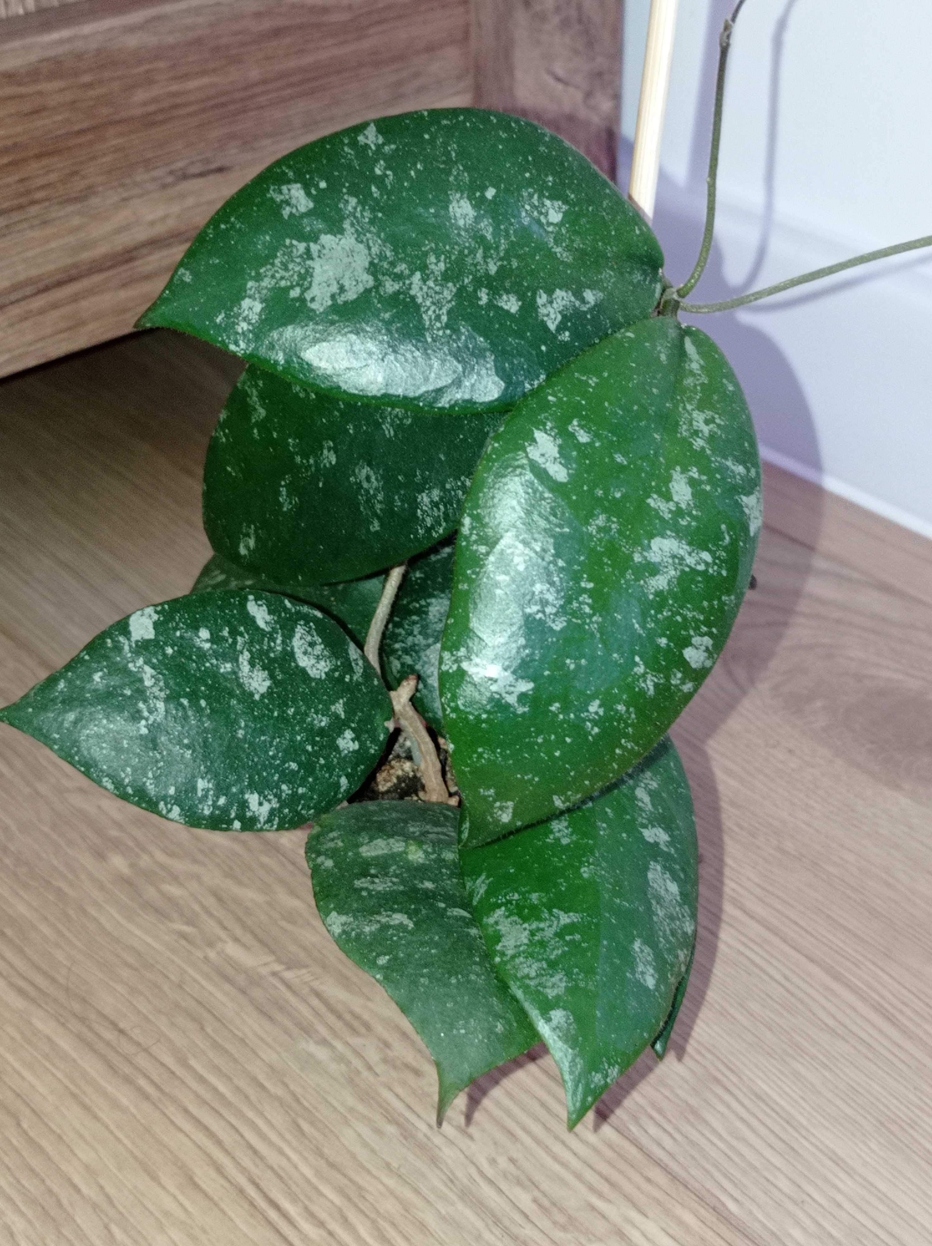Hoya Hoja CAUDATA SPLASH ukorzeniona