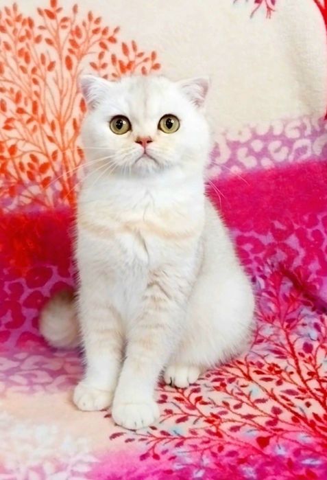 Чарівні плюшеві кошенята ведмежата чекають на Вас