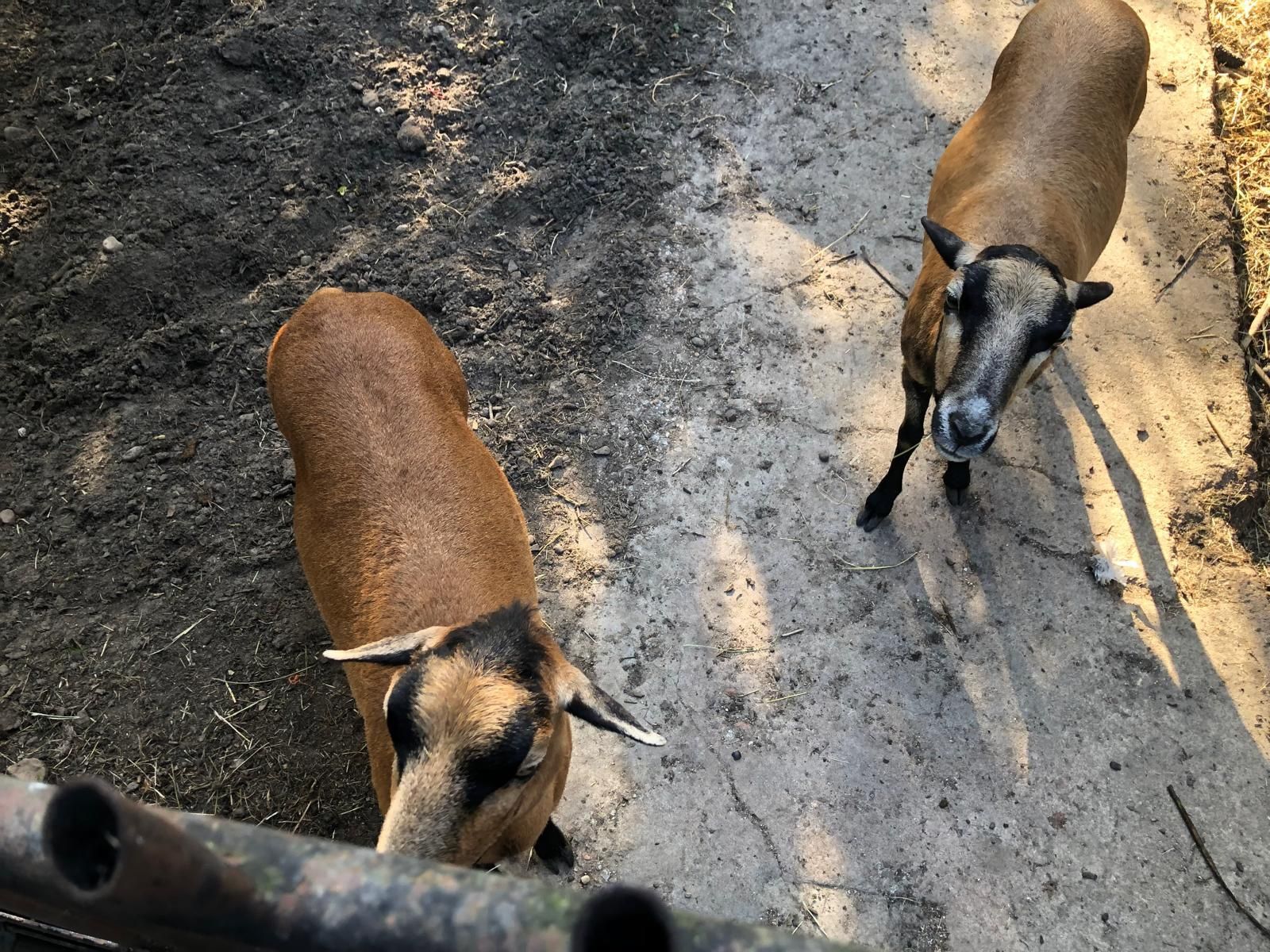 Owce kameruńskie