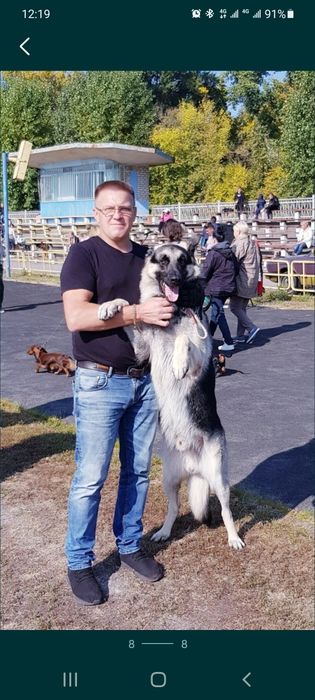 Восточноевропейская овчарка