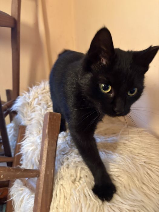 Mloda kotka szuka domu