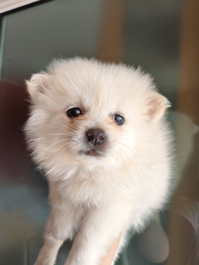 Spitz alemão menina