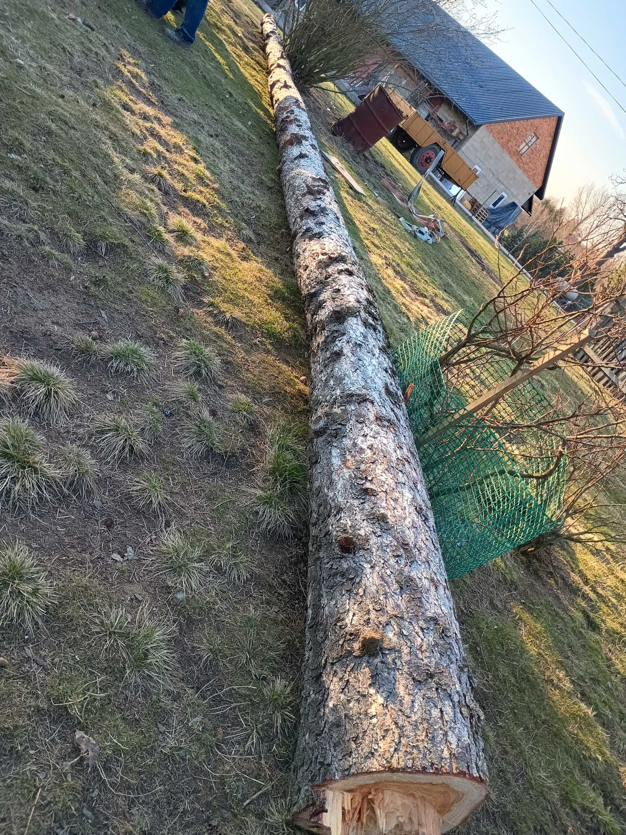 Sprzedam drzewo modrzew