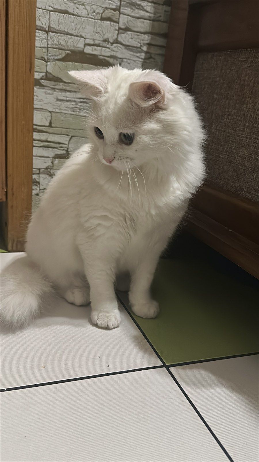 Киця. Кіт. Кошеня.