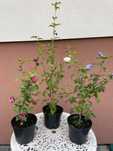 Hibiskus, Ketmia różne odmiany