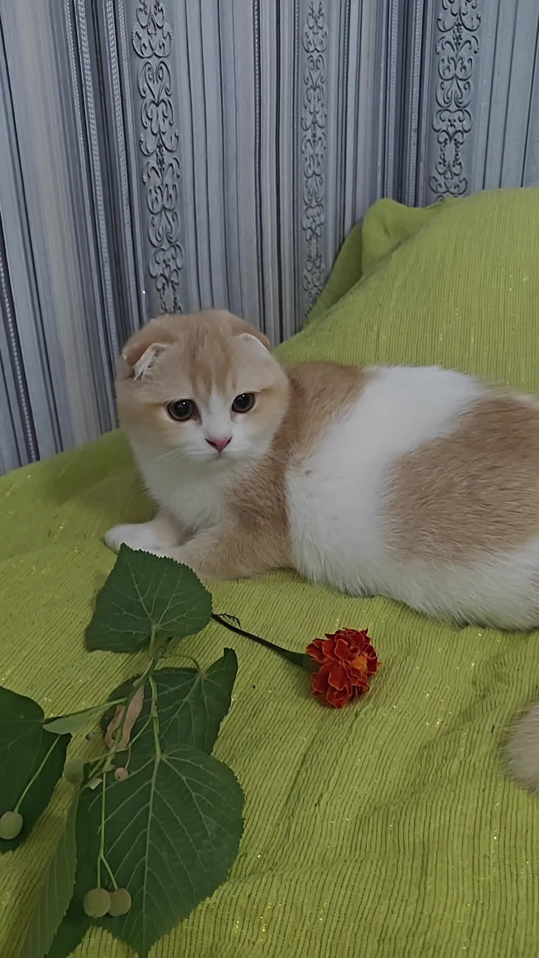 Шотландский вислоухий мальчишка