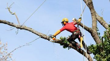 Wycinka drzew alpinistyczna za drewno pielegnacja