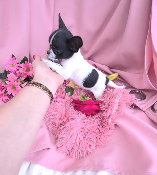 Śliczna Malutka Sunia Chihuahua!