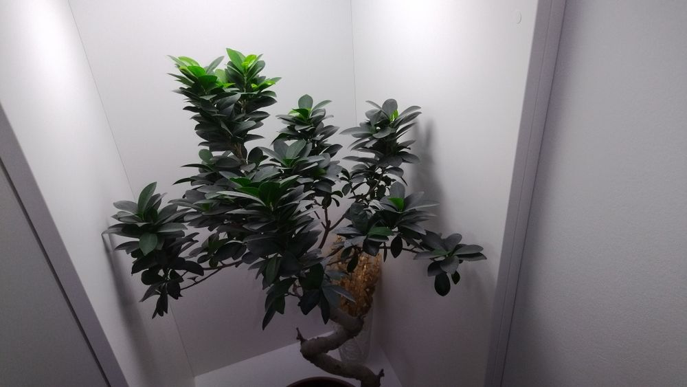 Fikus Bonsai, drzewko bonzai