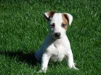 Jack Russell Terrier # B O B E R Smartie Jacks # pure breed MALE