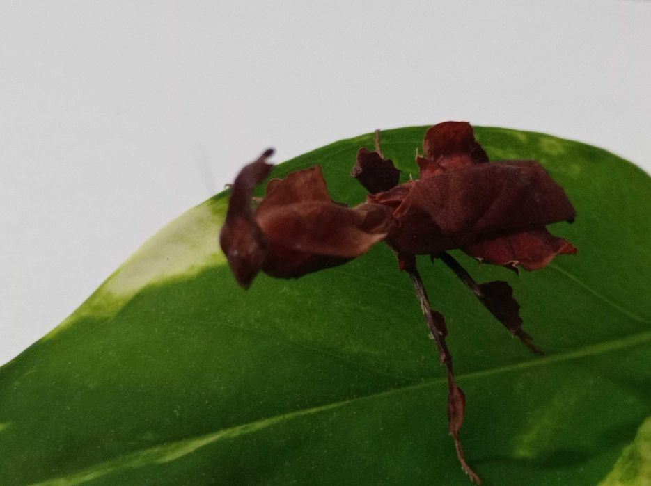 Modliszka liściogłowa Phyllocrania paradoxa
