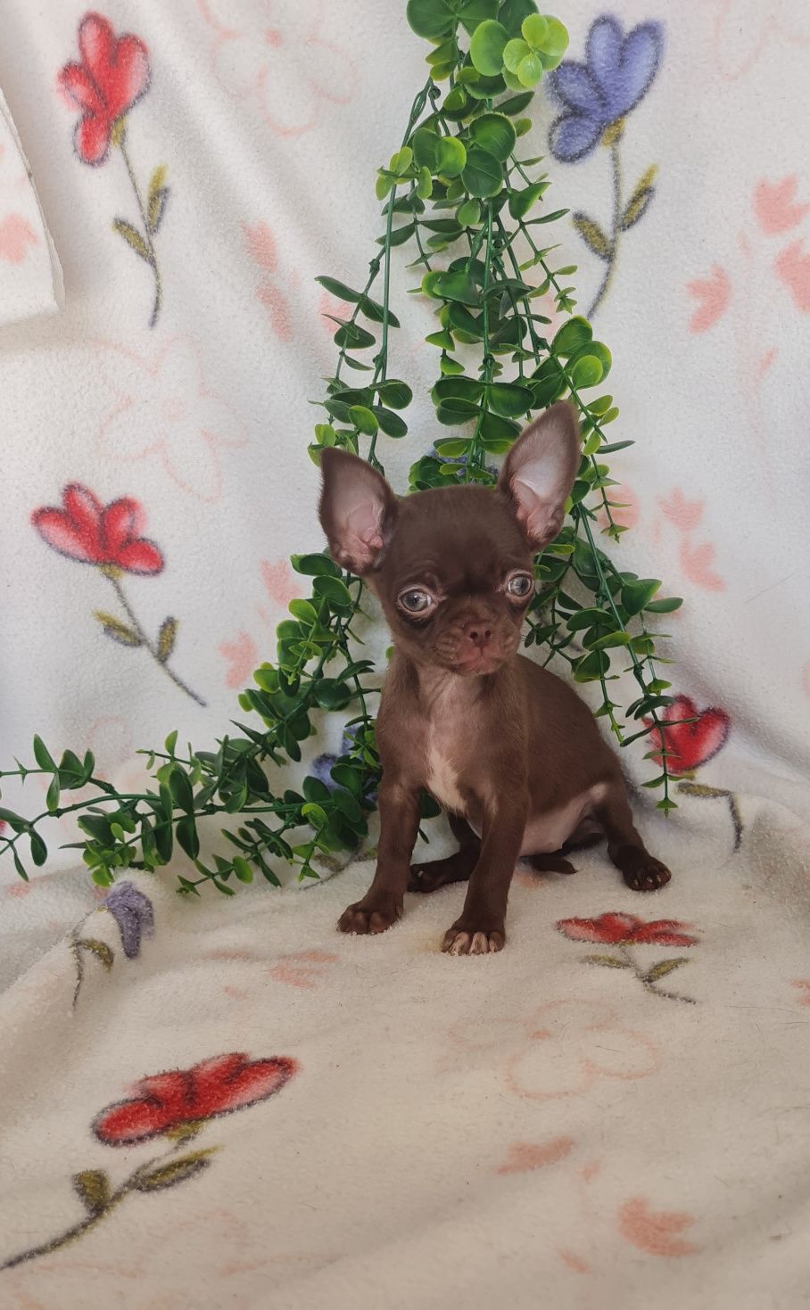 Lindíssima mini mini Chihuahua/Chiuaua LinhagemRussa.