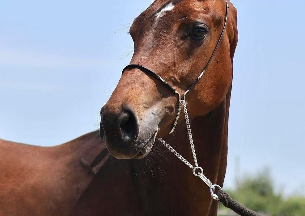 Українська верхова, жеребець в спорт