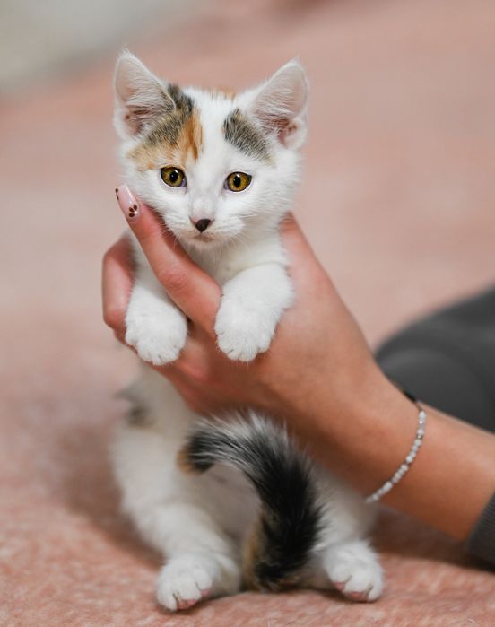 Smerfna dama szuka domu!