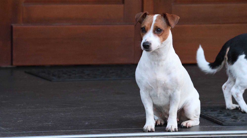 Urocza suczka Jack Russell Terrier z hodowli "BREFIO" /bad. genetyczne