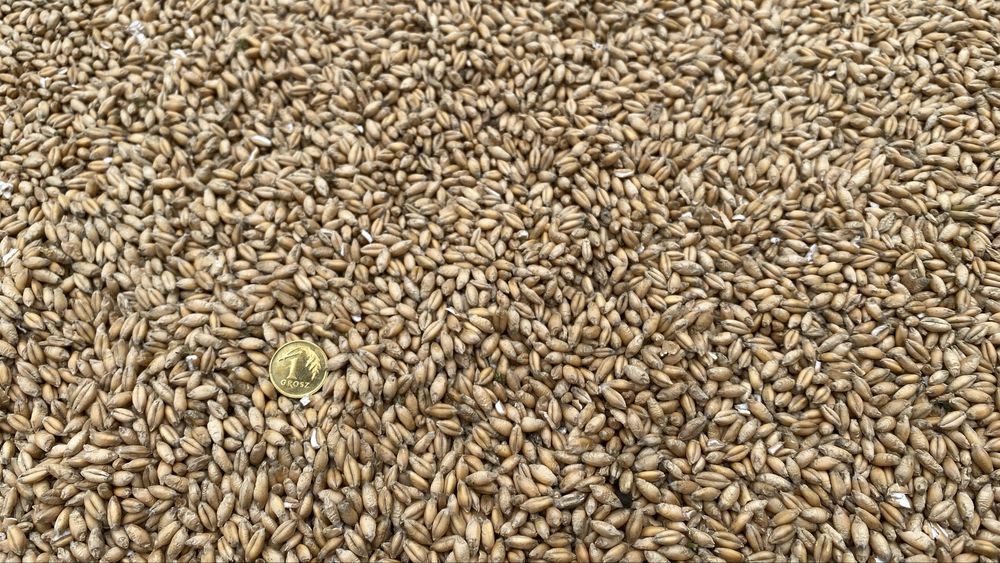 Sprzedam świeży pszenzyto ozime z tegorocznego zbioru 2025