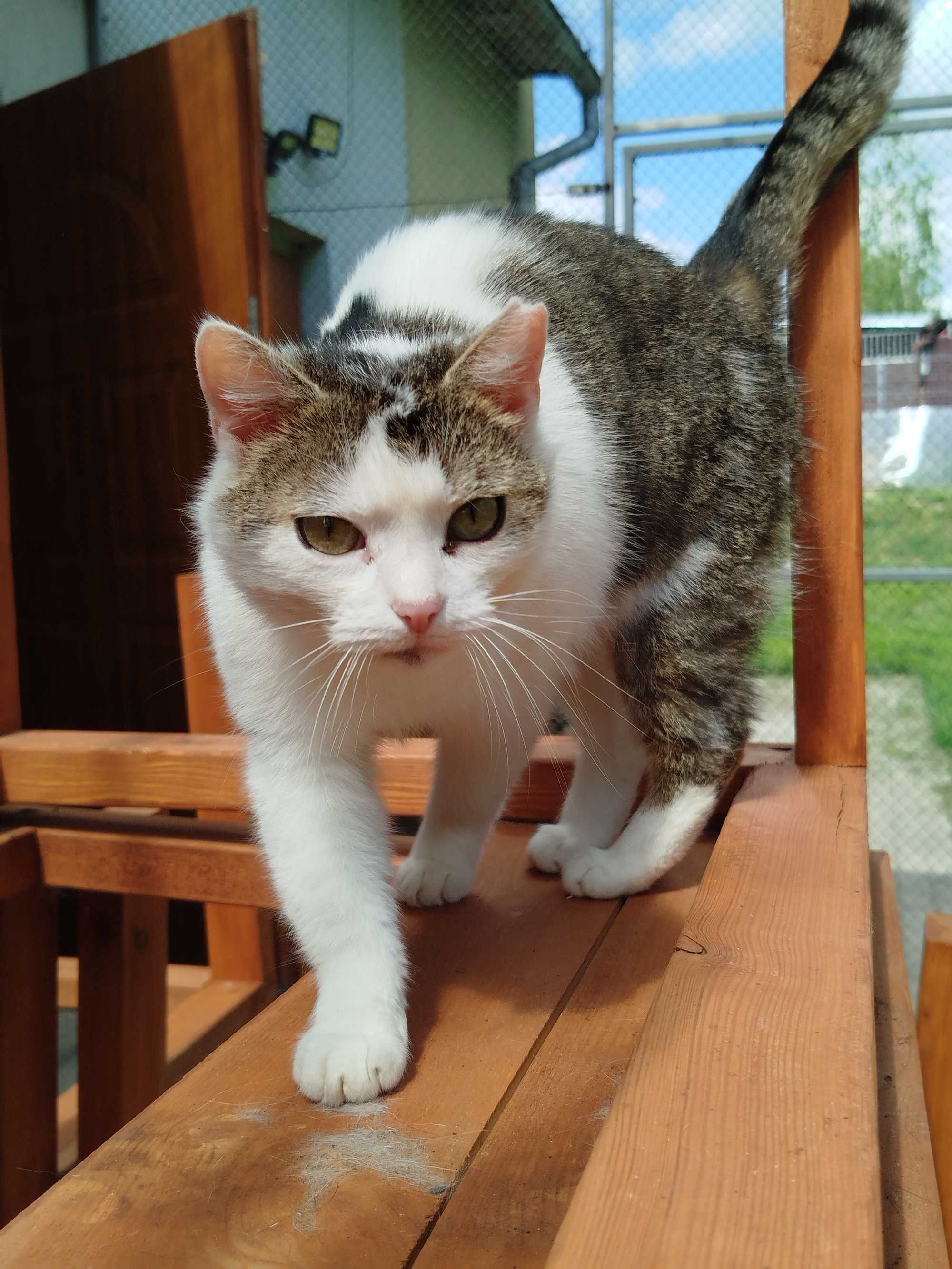 PAULINKA kotka kochana adopcja schronisko