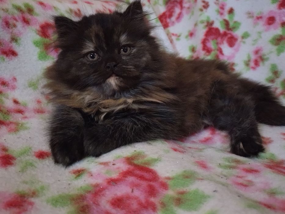 REZERWACJA Sharley cudna kociczka