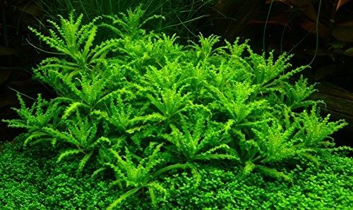 GB pogostemon helferi