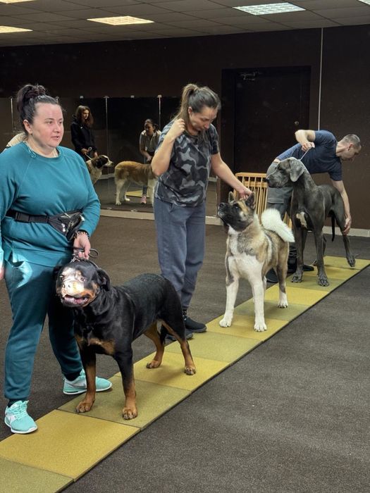 Хендлінг зал хендлер дресирування собак кінолог