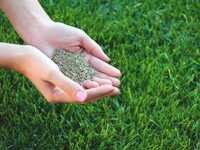 Газонная трава / семена газонной травы / трава для газона / газон
