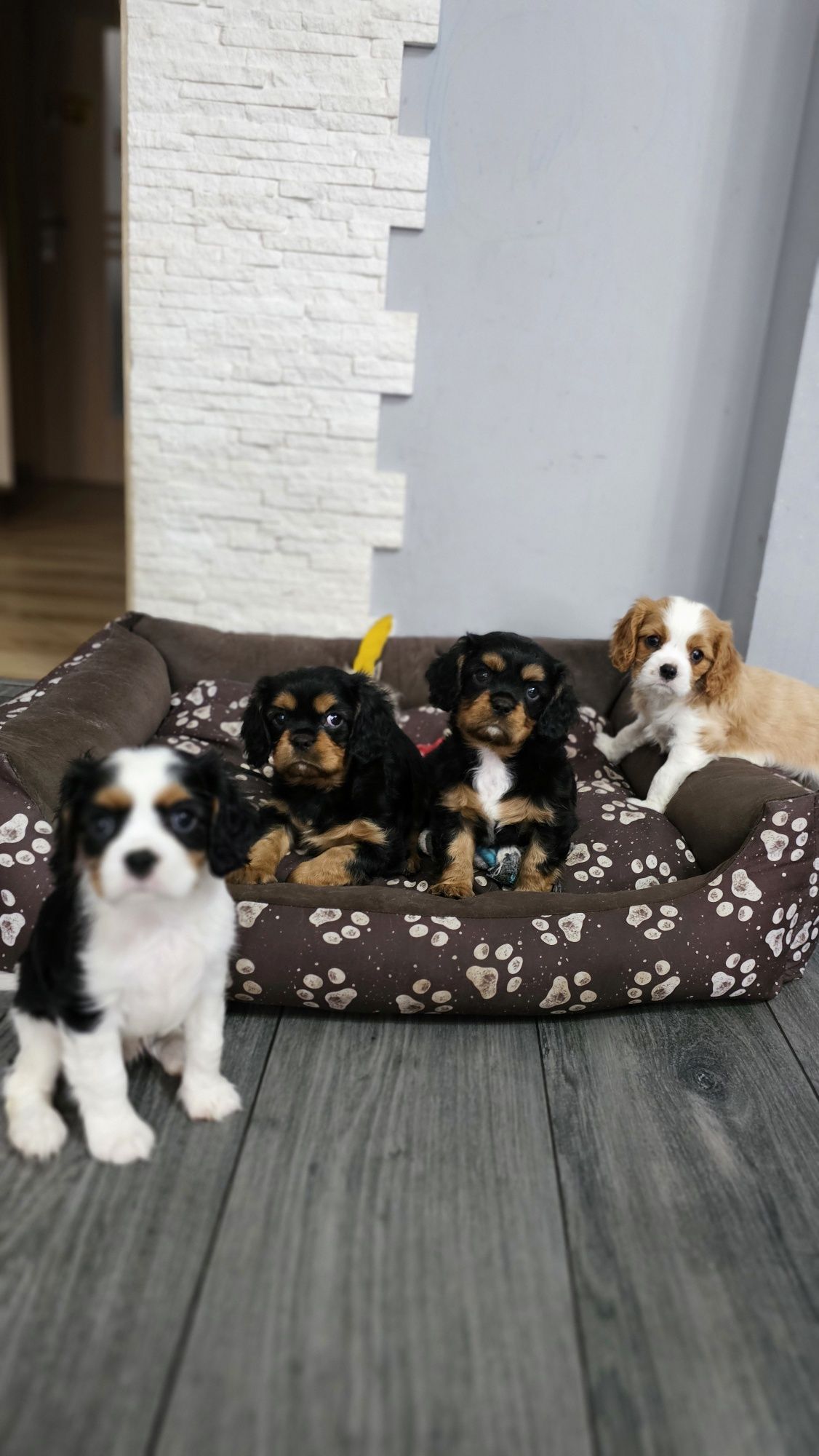 Cavalier King Charles Spaniel Axel