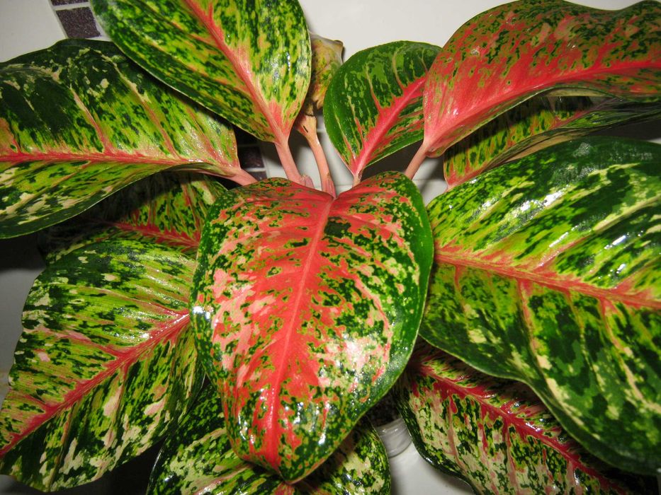 аглаонема 10 карат есть много других сортов детки от 350грн