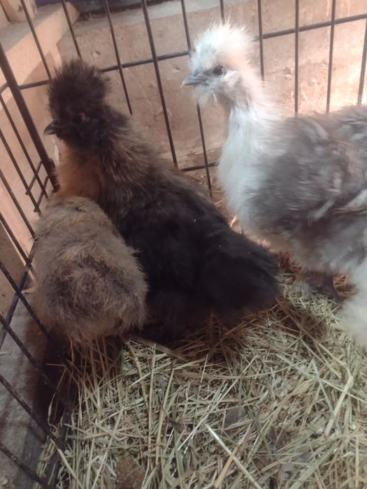 Silka. Ptaki ozdobne. Silka Jedwabista 2023