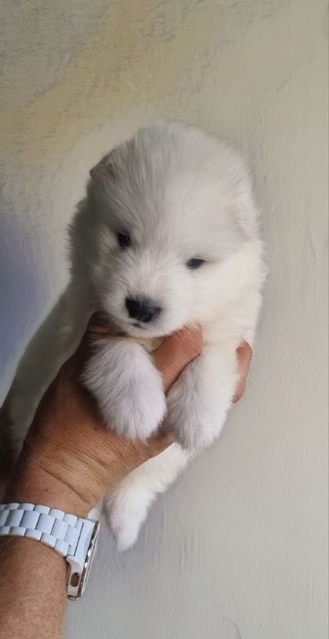 Samoyed szczenię z rodowodem