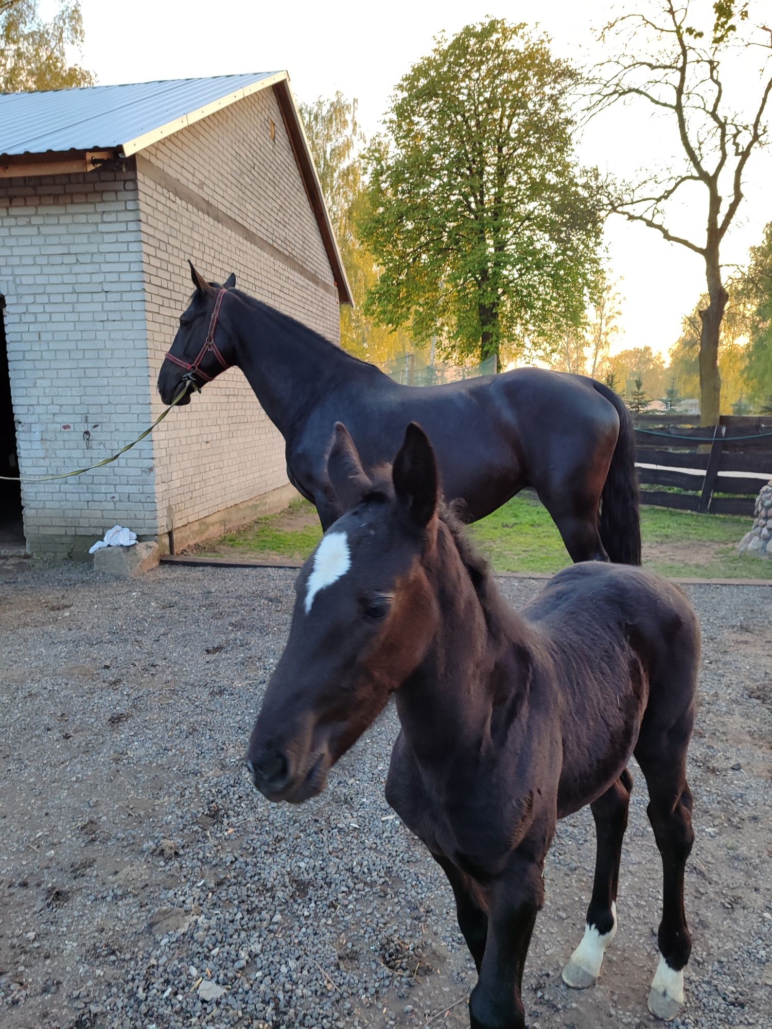 Klacz Śląska Rodia