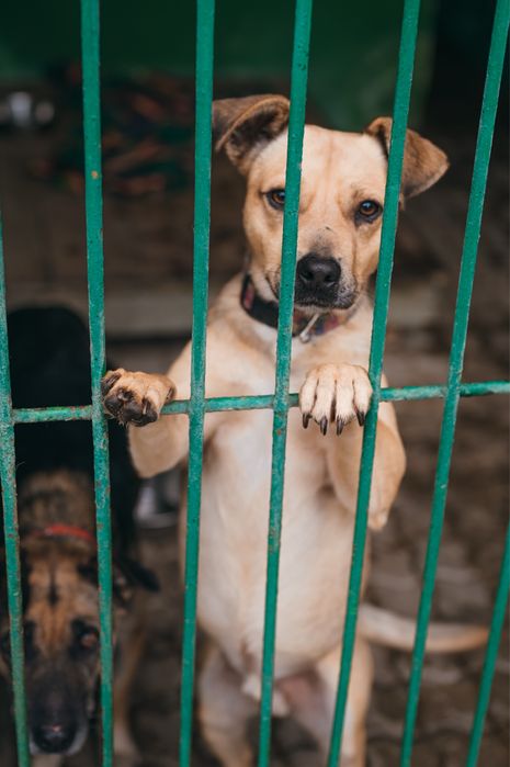 Poszukujemy domów tymczasowych!