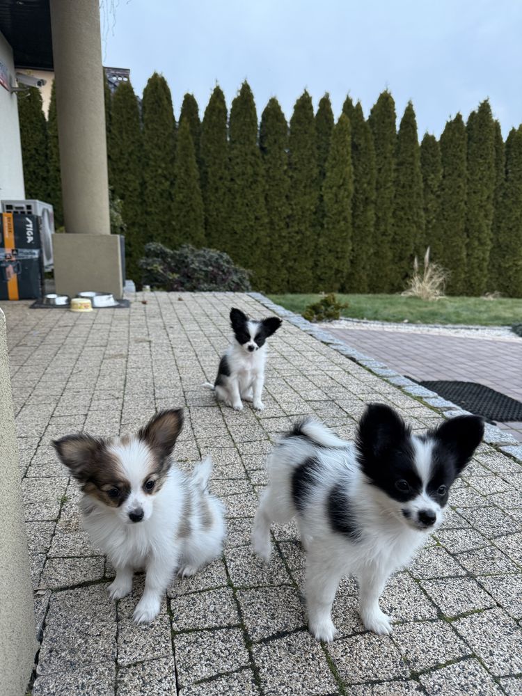 Papillon szczeniak Spaniel kontynwntalny miniaturowy