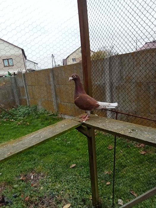 Gołębie Rzeszowski Rzeszowskie