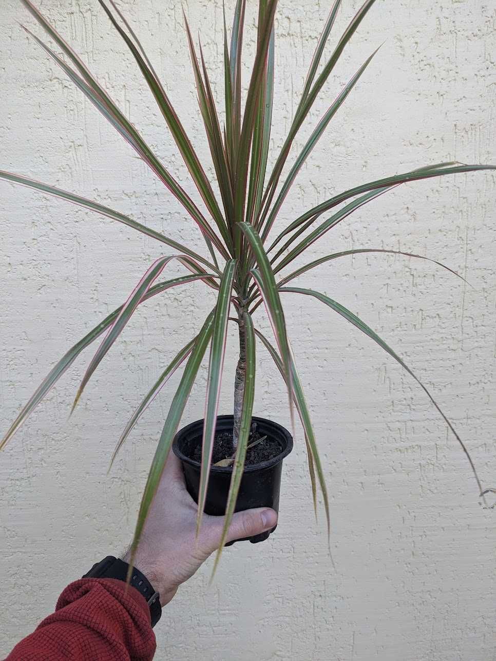 Комнатное растение, пальма - Драцена Маргината 47см