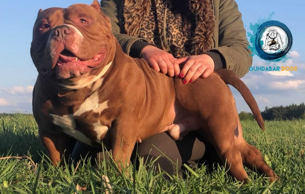 American Bully suczka ABKC