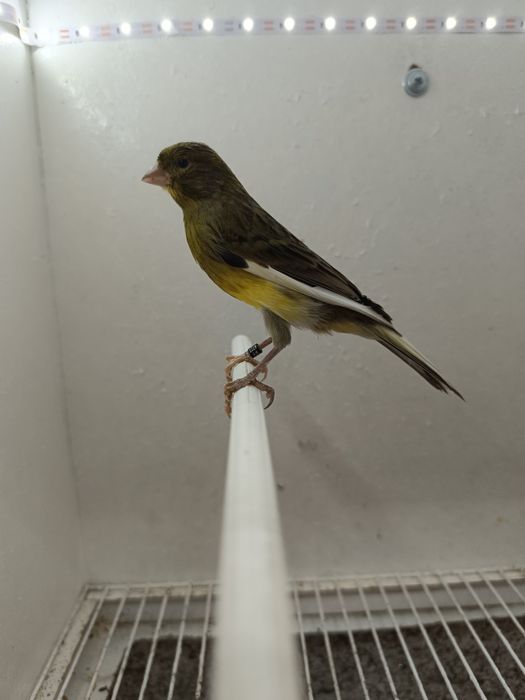 Vendo 2 Machos Timbrado Espanhol