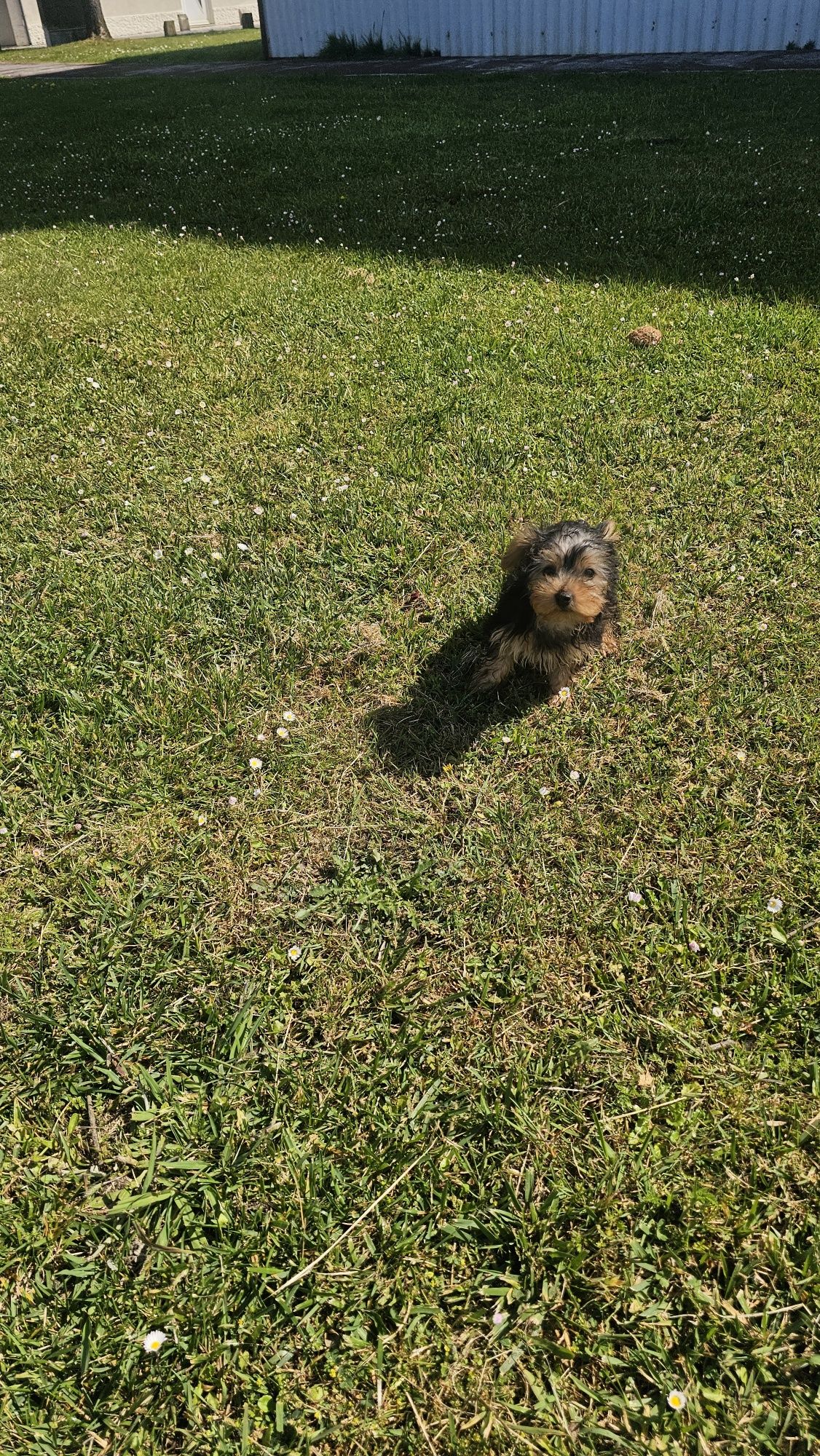 Yorkhire terrier fêmea