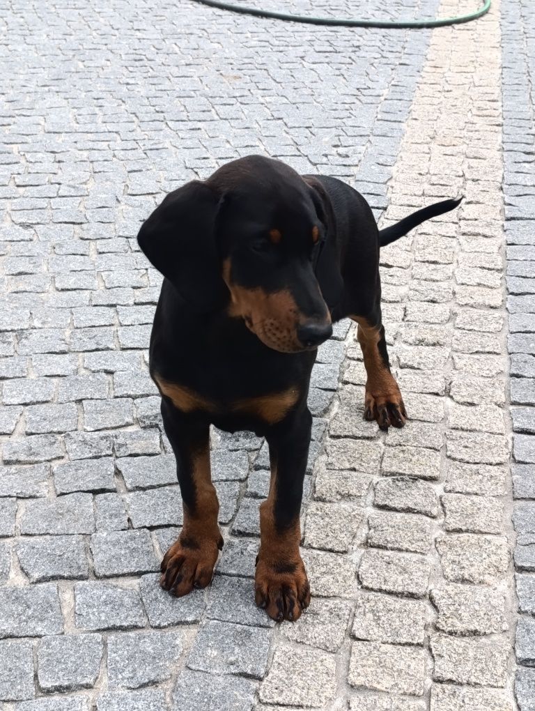 Excelente Dobermann fêmea com lop