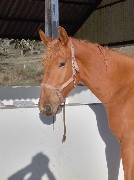 Poldra com 3 anos 1/63