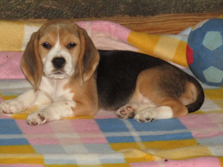 Beagle Tricolor de Qualidade, LOP/Pedigree/Afixo, Porte Pequeno.